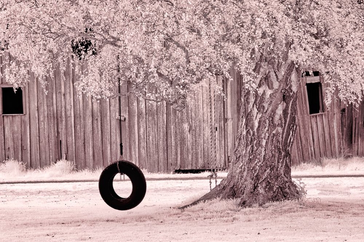 Picture of USA-WASHINGTON STATE-SKAGIT VALLEY-OLD WILLOW TREE AND TIRE ROPE SWING