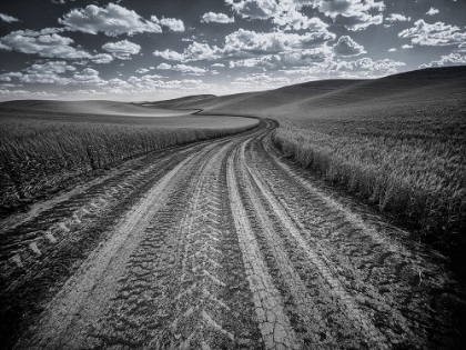 Picture of USA-WASHINGTON STATE-PALOUSE-COUNTRY BACKROAD THROUGH SPRING CROPS