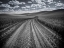 Picture of USA-WASHINGTON STATE-PALOUSE-COUNTRY BACKROAD THROUGH SPRING CROPS
