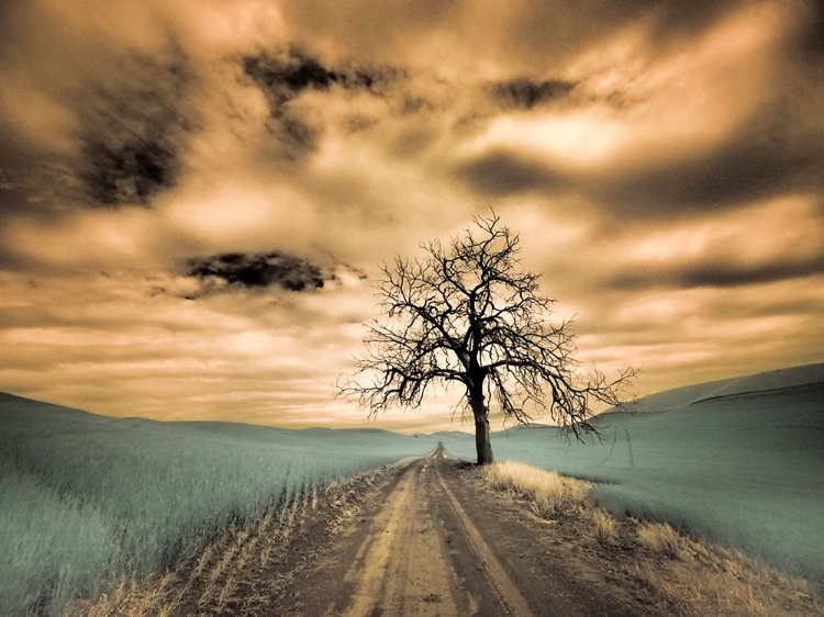 Picture of USA-WASHINGTON STATE-PALOUSE INFRARED OF LONE TREE ALONG SIDE COUNTRY ROAD