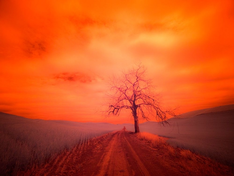 Picture of USA-WASHINGTON STATE-PALOUSE INFRARED OF LONE TREE ALONG SIDE COUNTRY ROAD