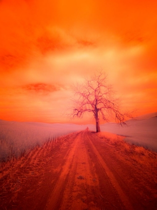 Picture of USA-WASHINGTON STATE-PALOUSE INFRARED OF LONE TREE ALONG SIDE COUNTRY ROAD