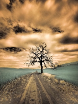 Picture of USA-WASHINGTON STATE-PALOUSE INFRARED OF LONE TREE ALONG SIDE COUNTRY ROAD