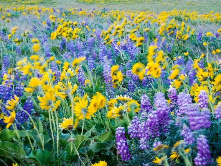 Picture of USA-WASHINGTON STATE ARROWLEAF BALSAMROOT AND LUPINE