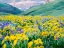 Picture of USA-WASHINGTON STATE ARROWLEAF BALSAMROOT AND LUPINE