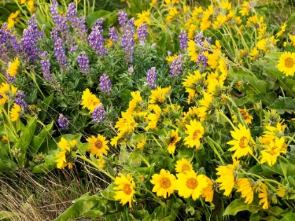 Picture of USA-WASHINGTON STATE ARROWLEAF BALSAMROOT AND LUPINE