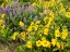 Picture of USA-WASHINGTON STATE ARROWLEAF BALSAMROOT AND LUPINE