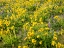 Picture of USA-WASHINGTON STATE ARROWLEAF BALSAMROOT AND LUPINE