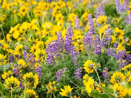 Picture of USA-WASHINGTON STATE ARROWLEAF BALSAMROOT AND LUPINE