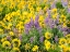 Picture of USA-WASHINGTON STATE ARROWLEAF BALSAMROOT AND LUPINE