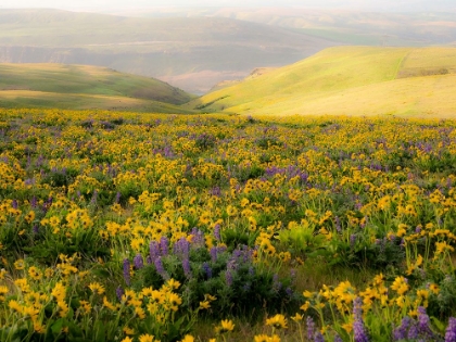Picture of USA-WASHINGTON STATE ARROWLEAF BALSAMROOT AND LUPINE