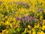 Picture of USA-WASHINGTON STATE ARROWLEAF BALSAMROOT AND LUPINE