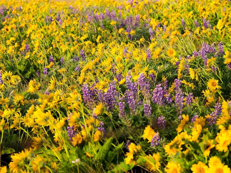 Picture of USA-WASHINGTON STATE ARROWLEAF BALSAMROOT AND LUPINE