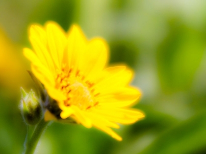 Picture of USA-WASHINGTON STATE CLOSE-UP OF ARROWLEAF BALSAMROOT