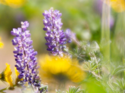 Picture of USA-WASHINGTON STATE CLOSE-UP OF ARROWLEAF BALSAMROOT AND LUPINE