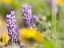 Picture of USA-WASHINGTON STATE CLOSE-UP OF ARROWLEAF BALSAMROOT AND LUPINE