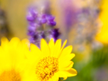 Picture of USA-WASHINGTON STATE CLOSE-UP OF ARROWLEAF BALSAMROOT AND LUPINE
