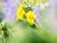 Picture of USA-WASHINGTON STATE CLOSE-UP OF ARROWLEAF BALSAMROOT AND LUPINE