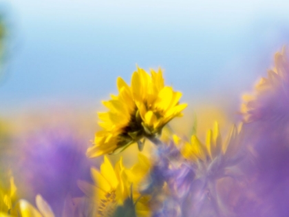 Picture of USA-WASHINGTON STATE CLOSE-UP OF ARROWLEAF BALSAMROOT AND LUPINE