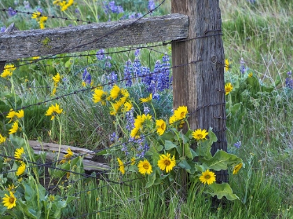 Picture of USA-WASHINGTON STATE FENCE LINE WITH SPRING WILDFLOWERS