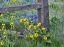 Picture of USA-WASHINGTON STATE FENCE LINE WITH SPRING WILDFLOWERS