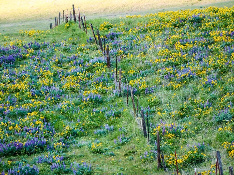 Picture of USA-WASHINGTON STATE FENCE LINE WITH SPRING WILDFLOWERS