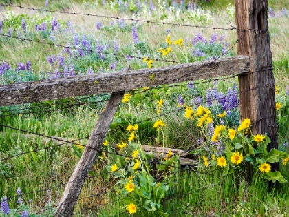 Picture of USA-WASHINGTON STATE FENCE LINE WITH SPRING WILDFLOWERS