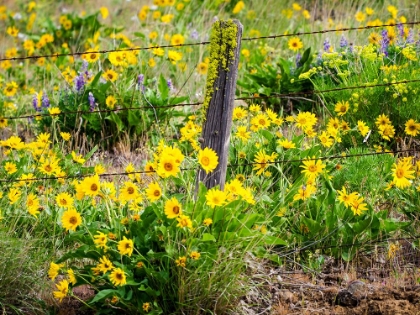 Picture of USA-WASHINGTON STATE FENCE LINE WITH SPRING WILDFLOWERS