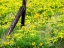 Picture of USA-WASHINGTON STATE FENCE LINE WITH SPRING WILDFLOWERS