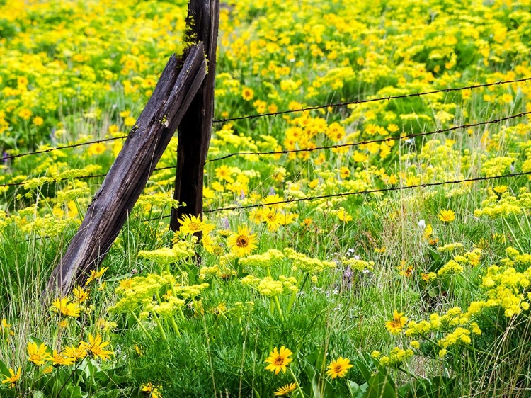 Picture of USA-WASHINGTON STATE FENCE LINE WITH SPRING WILDFLOWERS