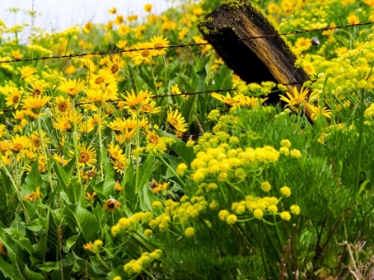 Picture of USA-WASHINGTON STATE FENCE LINE WITH SPRING WILDFLOWERS