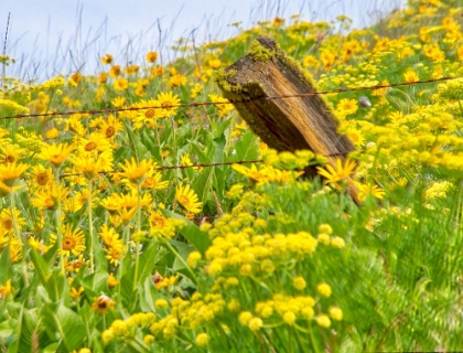 Picture of USA-WASHINGTON STATE FENCE LINE AND WILDFLOWERS