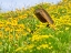 Picture of USA-WASHINGTON STATE FENCE LINE AND WILDFLOWERS