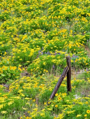 Picture of USA-WASHINGTON STATE FENCE LINE AND WILDFLOWERS