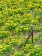 Picture of USA-WASHINGTON STATE FENCE LINE AND WILDFLOWERS