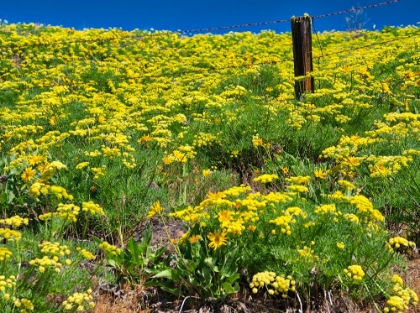 Picture of USA-WASHINGTON STATE FENCE LINE AND WILDFLOWERS