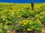 Picture of USA-WASHINGTON STATE FENCE LINE AND WILDFLOWERS