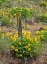 Picture of USA-WASHINGTON STATE FENCE LINE AND WILDFLOWERS