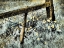 Picture of USA-WASHINGTON STATE INFRARED CAPTURE OF FENCE LINE AND WILDFLOWERS