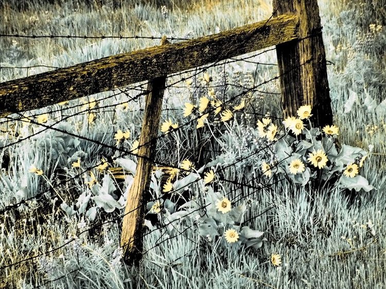 Picture of USA-WASHINGTON STATE INFRARED CAPTURE OF FENCE LINE AND WILDFLOWERS