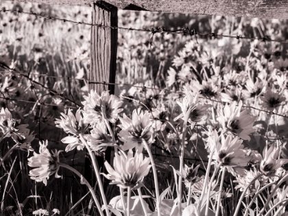 Picture of USA-WASHINGTON STATE INFRARED CAPTURE OF FENCE LINE AND WILDFLOWERS