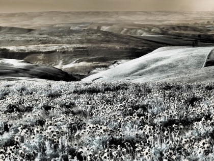 Picture of USA-WASHINGTON STATE INFRARED CAPTURE SPRING WILDFLOWERS AND HILLS