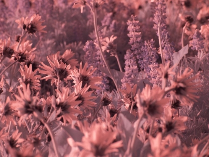 Picture of USA-WASHINGTON STATE INFRARED CAPTURE WILDFLOWERS IN BLOOM