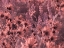 Picture of USA-WASHINGTON STATE INFRARED CAPTURE WILDFLOWERS IN BLOOM
