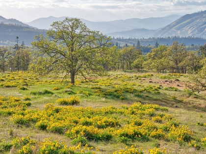 Picture of USA-WASHINGTON STATE LONE OAK TREE IN FIELD OF WILDFLOWERS