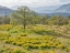 Picture of USA-WASHINGTON STATE LONE OAK TREE IN FIELD OF WILDFLOWERS