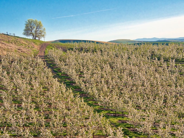 Picture of USA-WASHINGTON STATE LONE TREE ON HILLSIDE OF ORCHARD OF APPLES