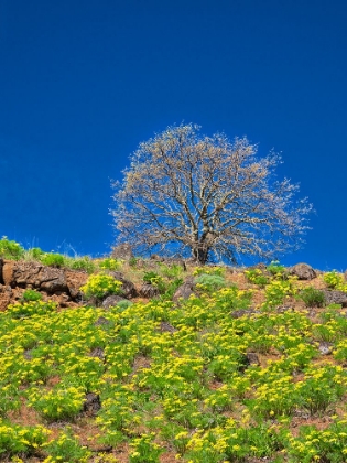 Picture of USA-WASHINGTON STATE LONE TREE ON HILLSIDE WITH SPRING WILDFLOWERS