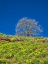 Picture of USA-WASHINGTON STATE LONE TREE ON HILLSIDE WITH SPRING WILDFLOWERS