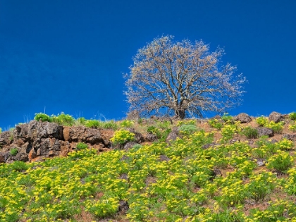 Picture of USA-WASHINGTON STATE LONE TREE ON HILLSIDE WITH SPRING WILDFLOWERS